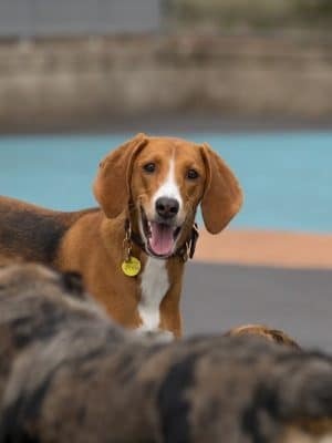 Leroy Street Dog Park