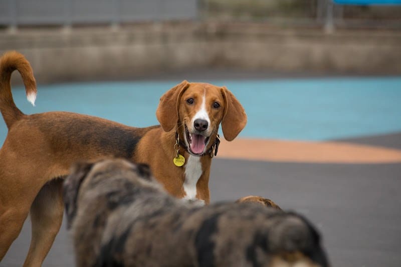 Leroy Street Dog Park - New York, NY