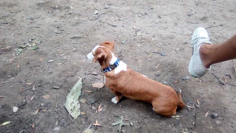 St. Nicholas Park Dog Run - New York, NY