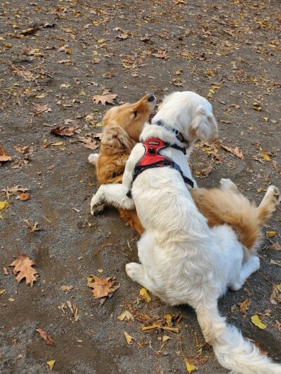 West 87th Street Dog Run - New York, NY