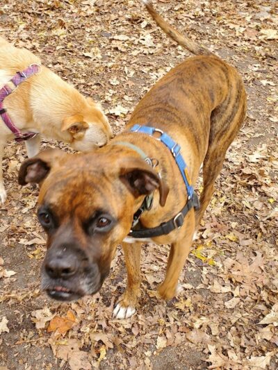 West 87th Street Dog Run - New York, NY