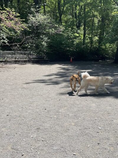West 87th Street Dog Run - New York, NY