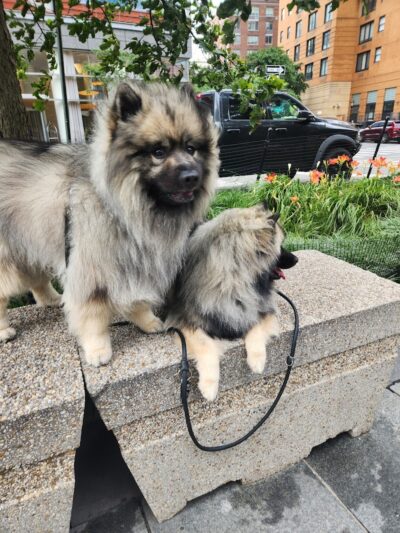 West Thames Dog Run - New York, NY