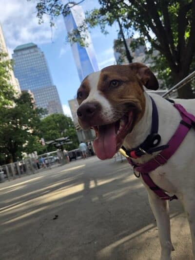 West Thames Dog Run - New York, NY