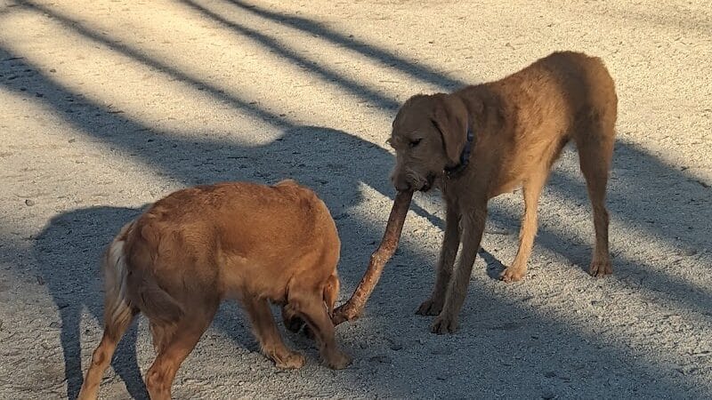 105th Street Dog Run - New York, NY