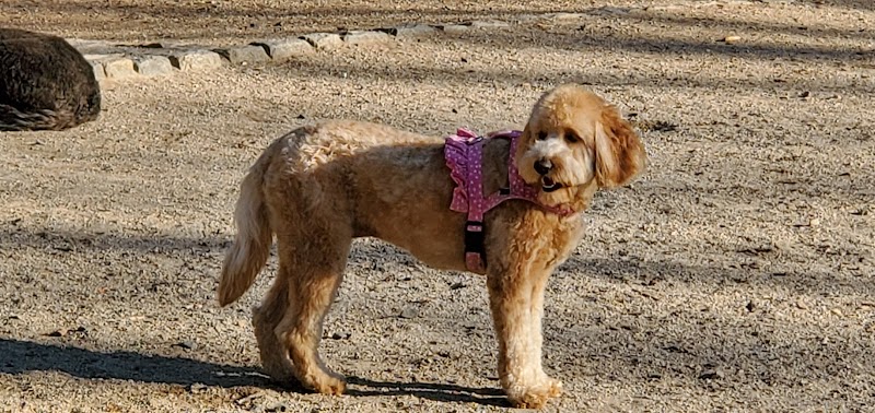 105th Street Dog Run - New York, NY