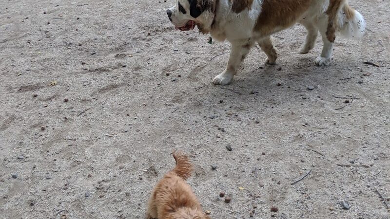 105th Street Dog Run - New York, NY