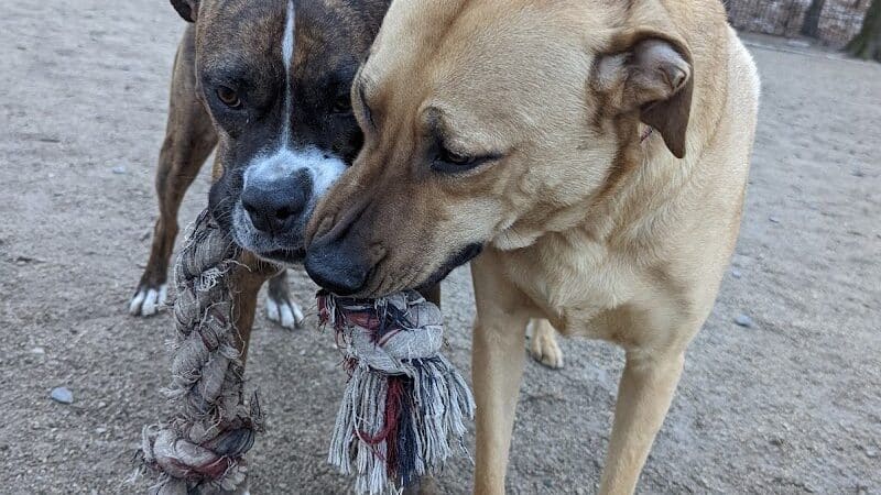 105th Street Dog Run - New York, NY