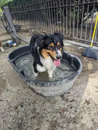 105th Street Dog Run - New York, NY
