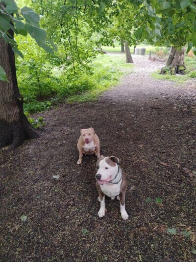 De Witt Clinton Dog Run - New York, NY