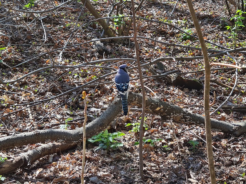 Hallett Nature Sanctuary - New York, NY