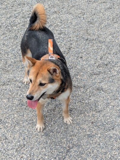 West 72nd Street Dog Run - New York, NY