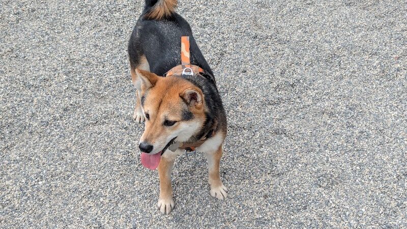 West 72nd Street Dog Run - New York, NY