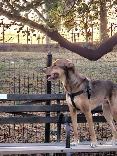 West 72nd Street Dog Run - New York, NY