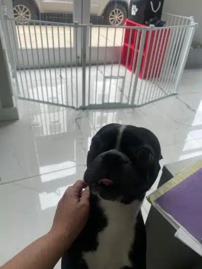 Paw Besties Playground - Newark, NJ