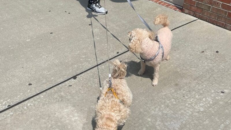 Paw Besties Playground - Newark, NJ