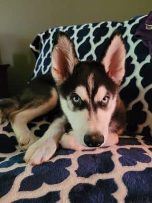 Pups N Paws Playcare