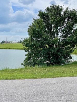 Vann Park Pond