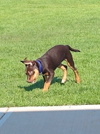 Sprayberry Rd Dog park - Newnan, GA