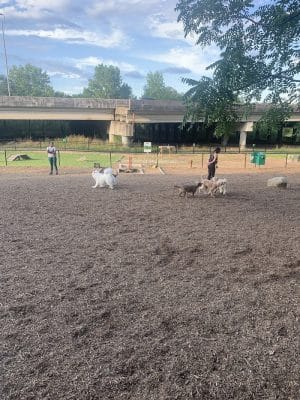 Newport Dog Park