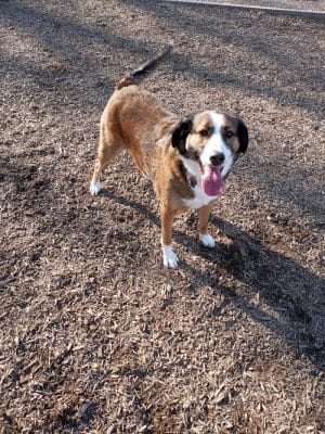 Newport Dog Park