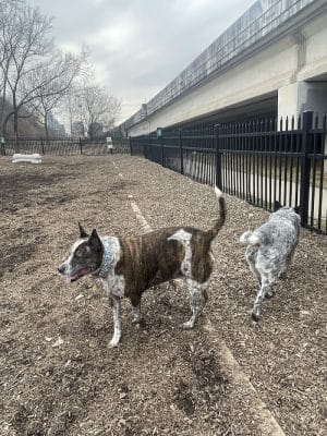Newport Dog Park