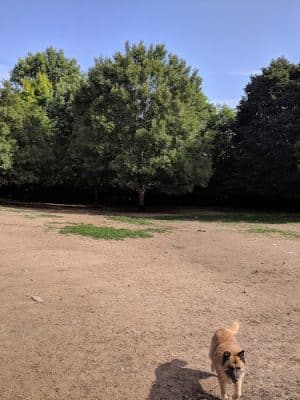 Newport Dog Park