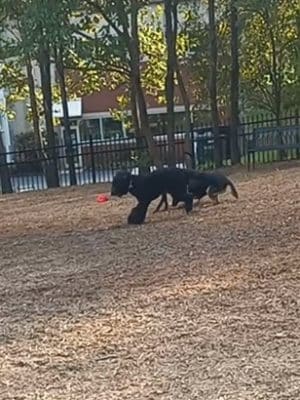 Newport Dog Park