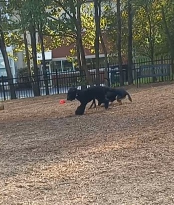 Newport Dog Park