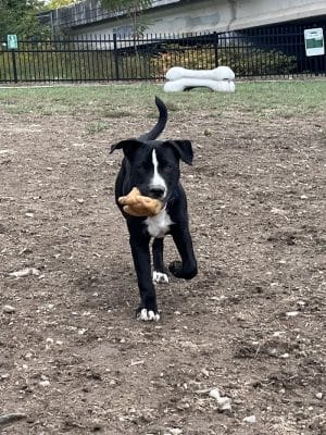 Newport Dog Park