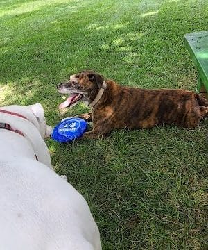 Newport Dog Park