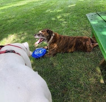 Newport Dog Park