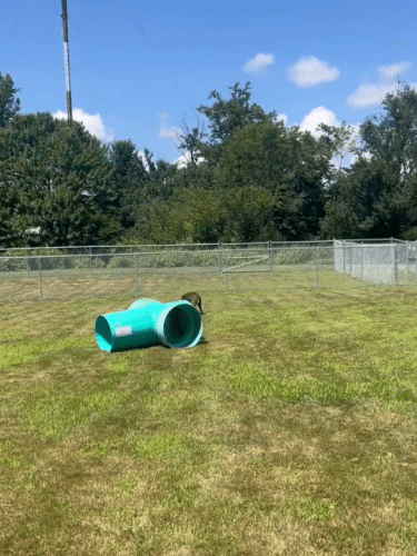 Newport Dog Park