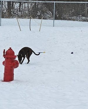 Newport Dog Park