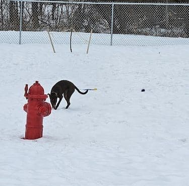 Newport Dog Park