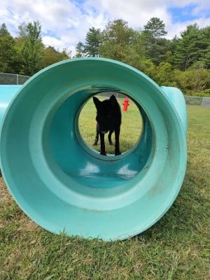 Newport Dog Park