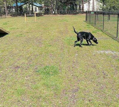 Newport Dog Park - Newport, NC