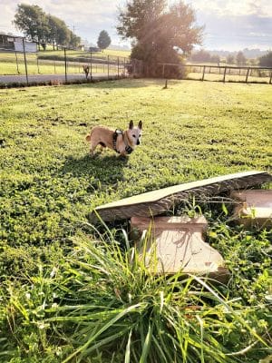 Jessamine County Dog Park