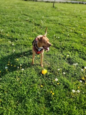 Jessamine County Dog Park
