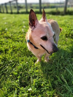 Jessamine County Dog Park