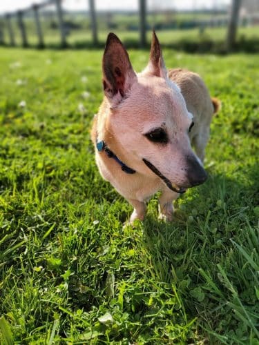 Jessamine County Dog Park
