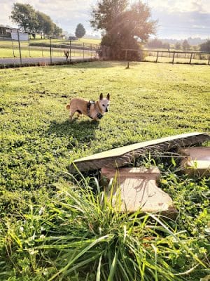 Jessamine County Dog Park