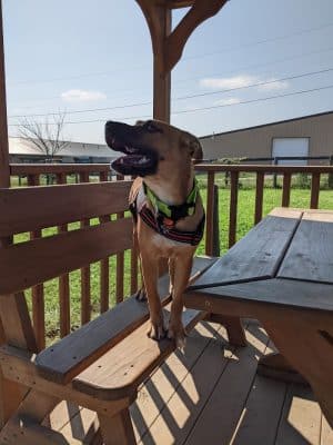 Jessamine County Dog Park