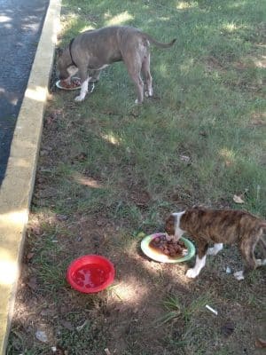 Jessamine County Dog Park