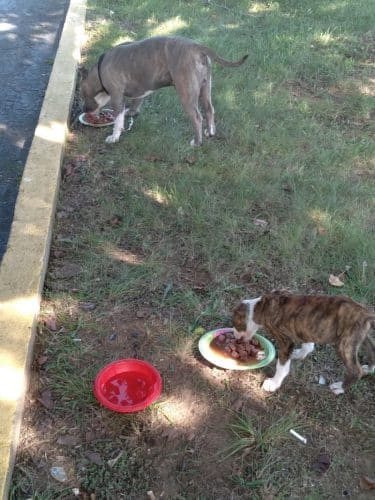 Jessamine County Dog Park