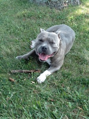 Jessamine County Dog Park