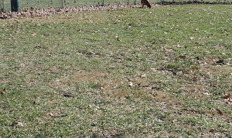 Nixa Dog Park - Nixa, MO