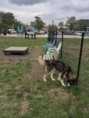 Hamilton Town Center Dog Park