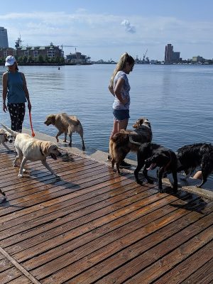 Bea Arthur Dog Park - Norfolk, VA