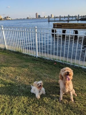 Bea Arthur Dog Park - Norfolk, VA